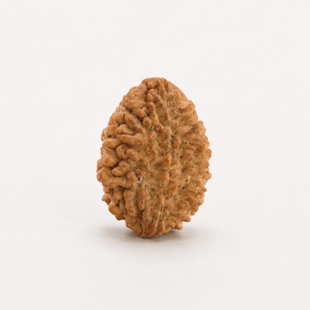 2 Mukhi Nepali Rudraksha | Original Certified | Symbol of Unity and Harmony | Energized & Blessed Bead